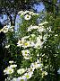 Aster novae-angliae Herbstschnee